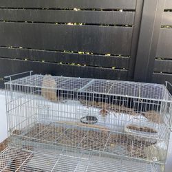 Bird Cage