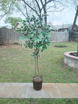 6 Ft. Tall..... Gorgeous 😍.... Artificial Plant ☘️