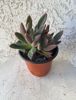 4 Inch Pot Succulent Plant - Crassula Lanuginosa - Dragon Tongue - Established Plant - Drought Resistant - 🪴