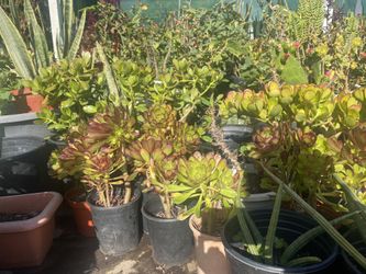 Asstd Plants In Pot