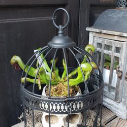 Murkwood Carnivorous Plant / Plants Sale At Arlington Farmers Market 8/22!