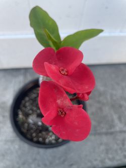 Garden Decor 