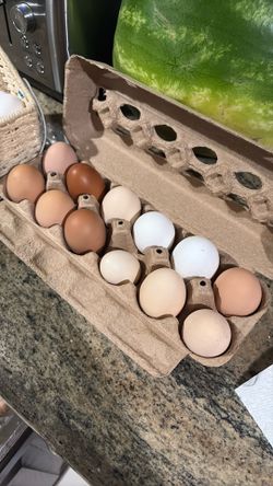 Eggs - farm fresh