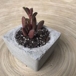 Succulent In Concrete Pot 