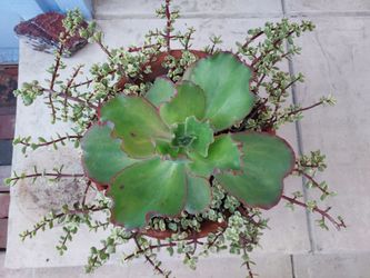 Succulents In Terracotta Pot Ready For Display 