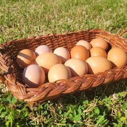 Organic Chicken Eggs 