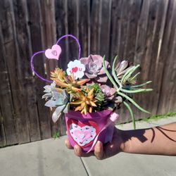 Valentines Day Succulent Arrangement