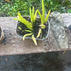 Aloe Plant
