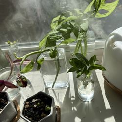 Potted Plants And Cuttings For Sale!