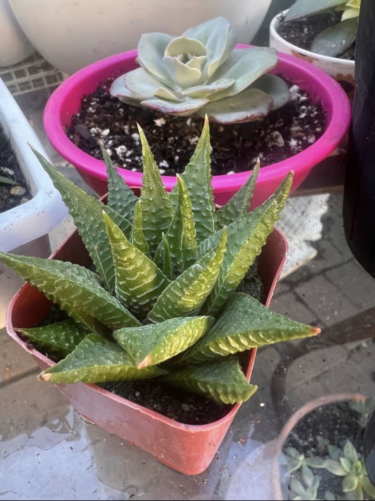 2” Haworthia limifolia - Fairy Washboard