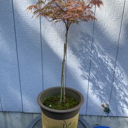 Japanese Maple 28 Inches 