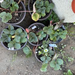 Red strawberry Plant