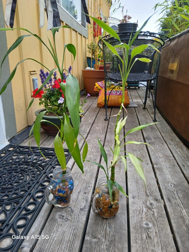 Lucky BAMBOO PLANTS 🪴