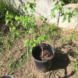 mulberry tree 5 gallon small fruit variety