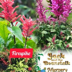 Firespike Bush Plant In 3gal Pollinator Native Flower