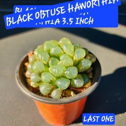 PLANT SALE TODAY IN SAN LORENZO. STARTS AT NOON..SKYLINE SUCCULENTS 