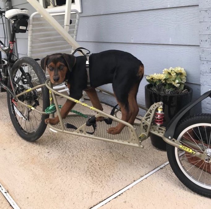 Bike Cargo Trailer