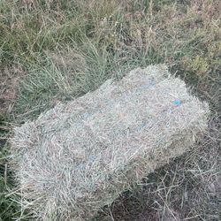 Local Quality Grass Hay