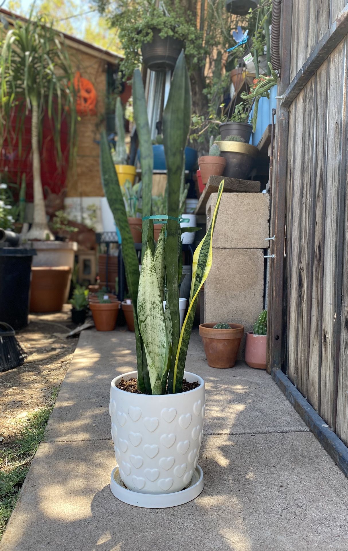 Indoor Mother-in-Law Or Snake Plant