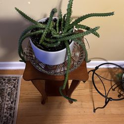 🐲Red Dragon Plant🐲