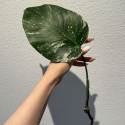 Monstera Albo Variegata – Mid Cutting