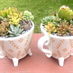 Succulent Arrangements and Hanging Baskets in COVINA