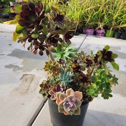 Large beautiful potted succulents arrangement!