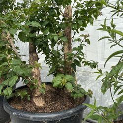 Bougainvillea Plant For Sale