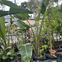 Birds Of Paradise 