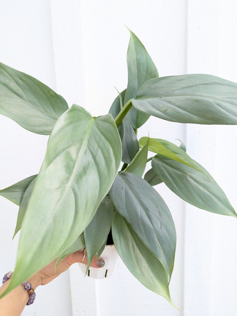 Philodendron Hastatum Silver Sword Plant 4" Pot - Indoor House Plants