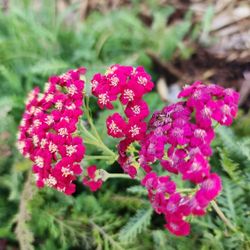 Common Yarrow (Achillea Millefolium)