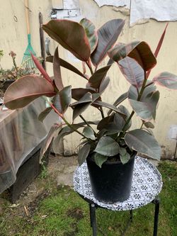 Rubber Tree