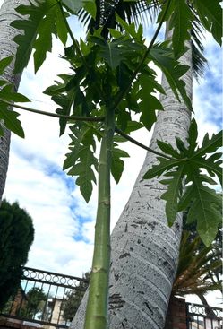 Papaya tree