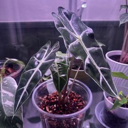 Alocasia Amazonica  