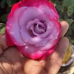 Rose bush