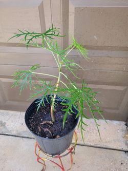 Coral Plant
