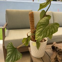 Philodendron (Silver Cloud)