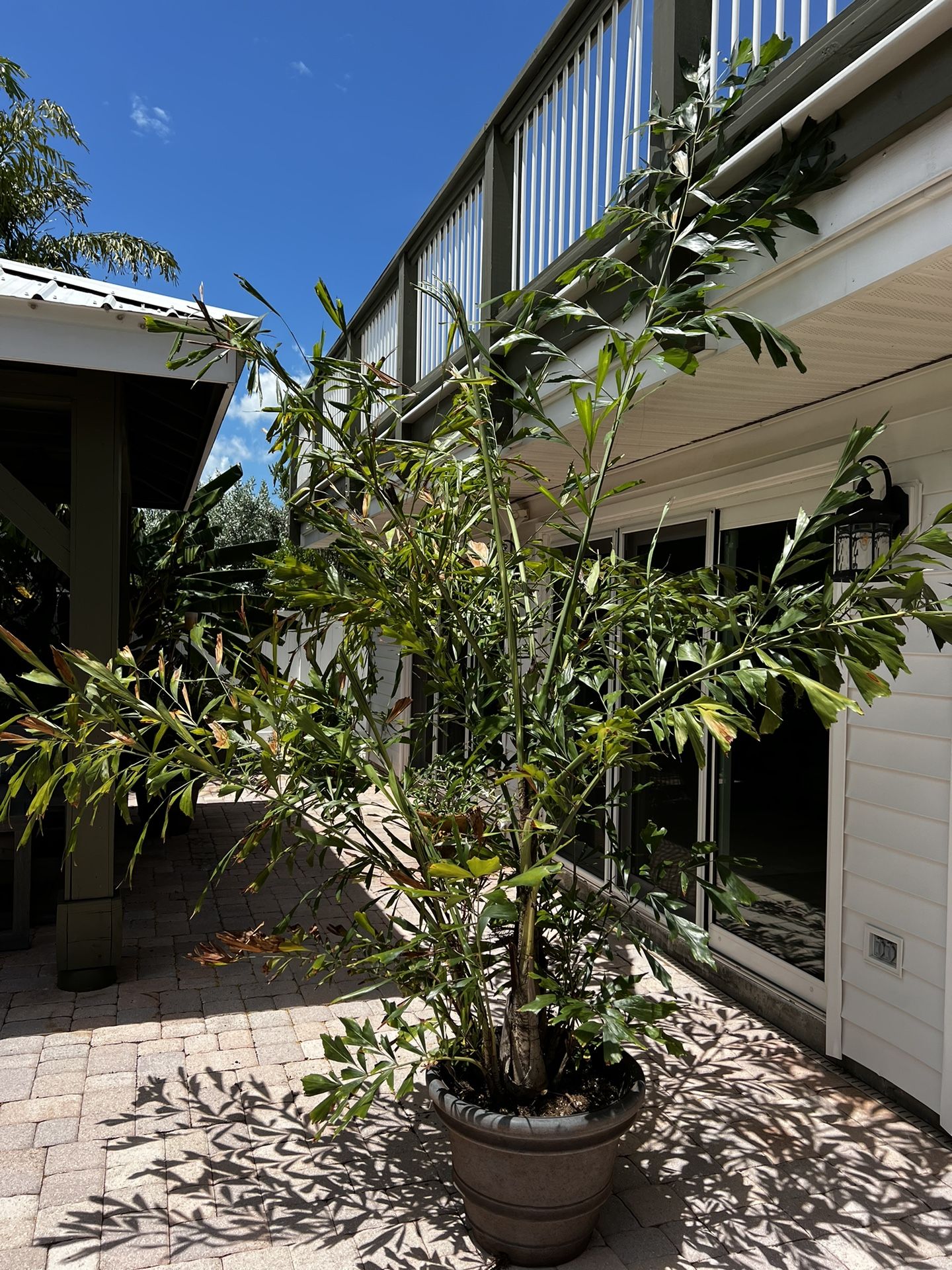8’ Fishtail Palm 