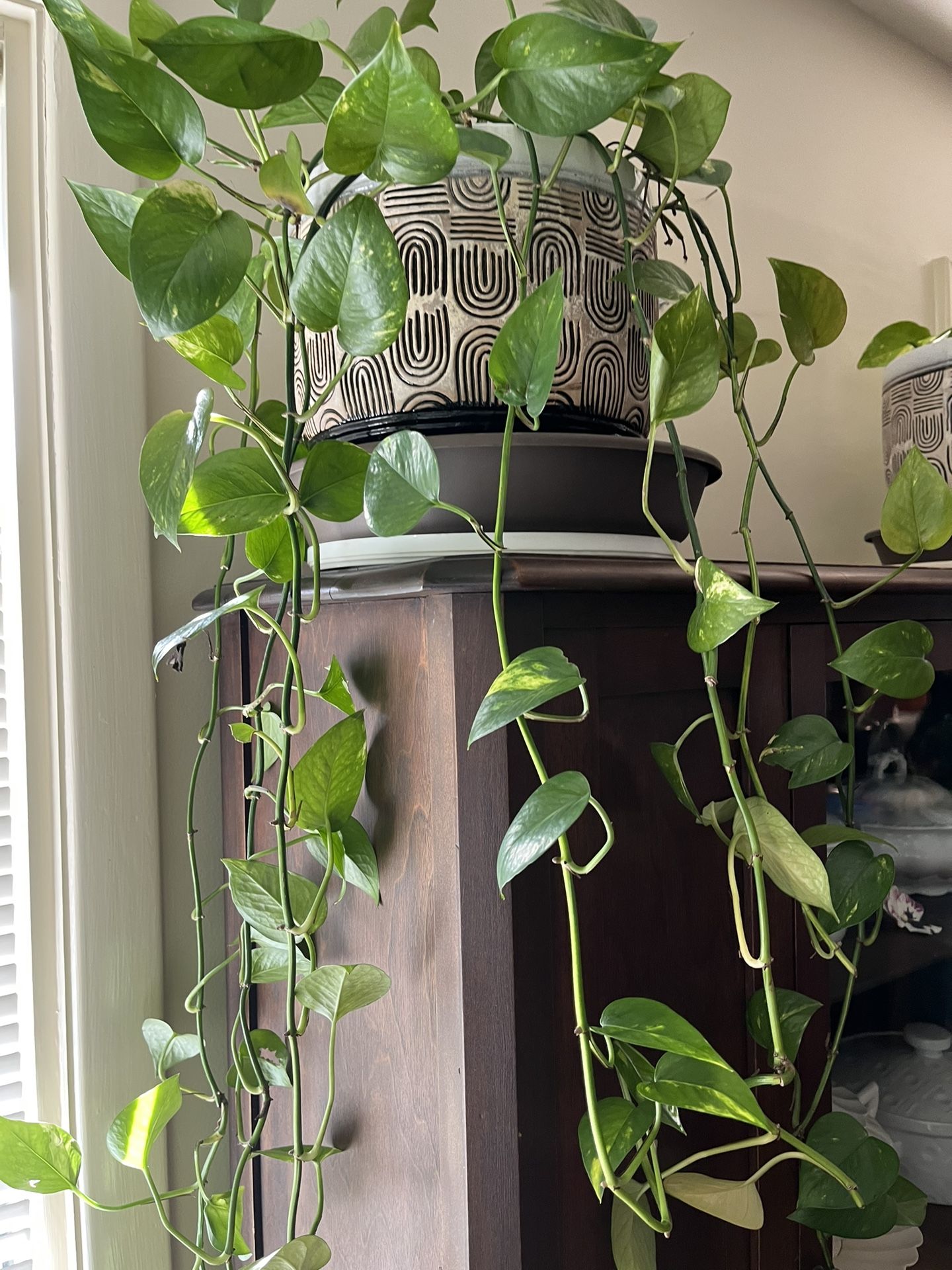 Golden Pothos in MCM Style Footed Ceramic Pot with Under Tray