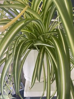 Variegated Spider Plant in White Pot