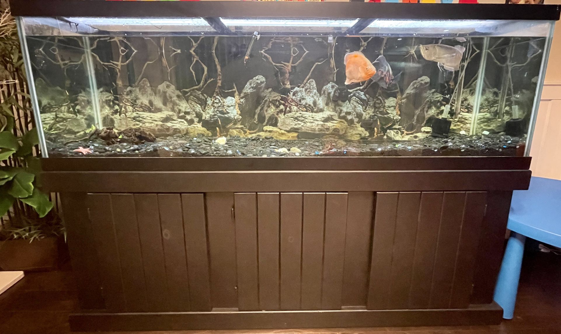 125 Gallon Aquarium (Fish tank) 