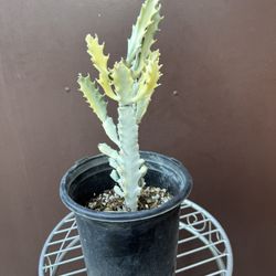Euphorbia Ghost In One Gallon Pot 