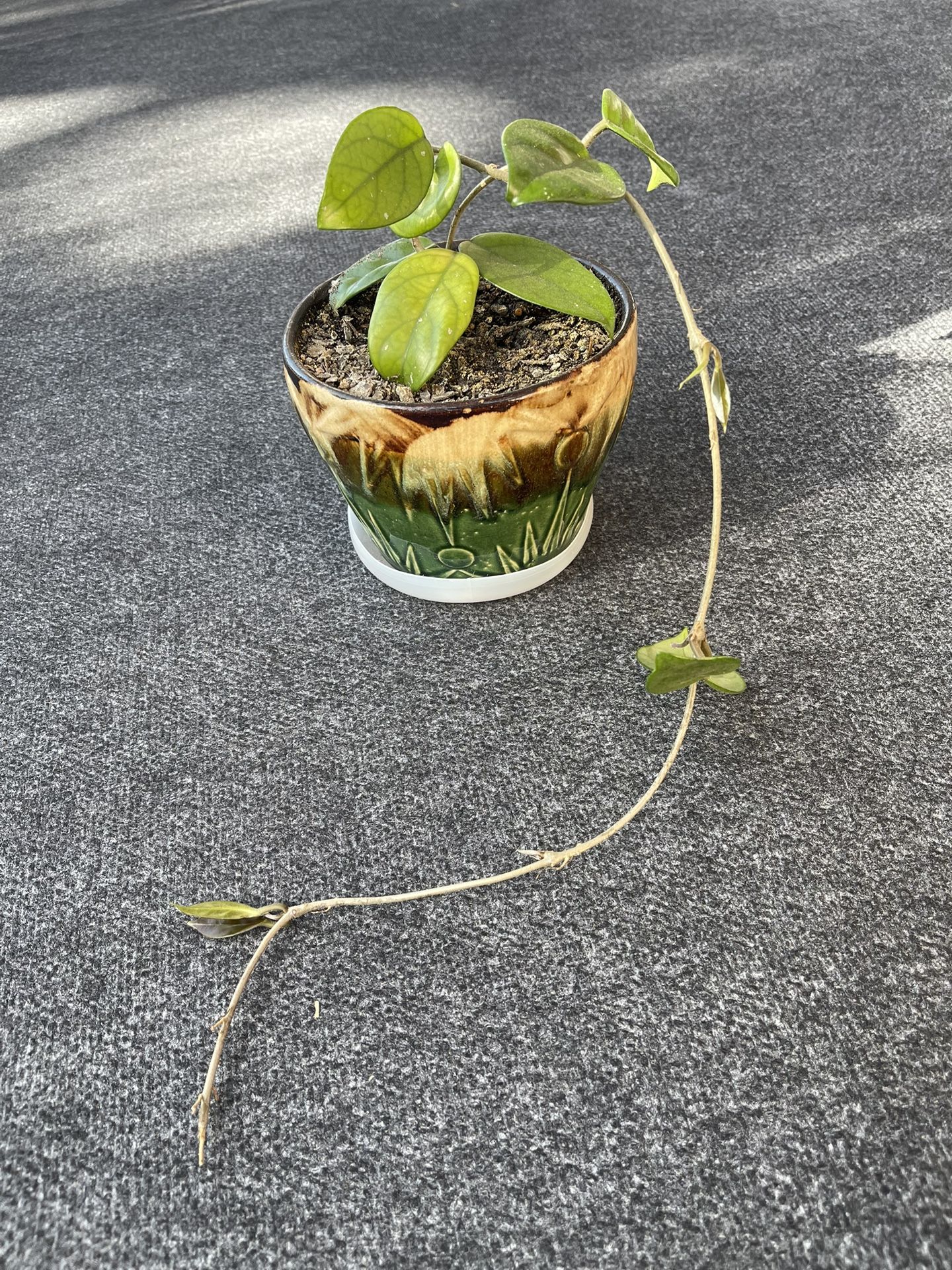 Hoya Plant