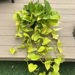 Huge neon pothos live plant in a 8” nursery hanging planter. check profile for more plants 