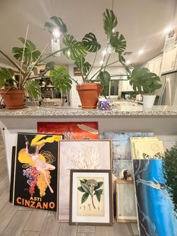 Home decor and big Monsteras
