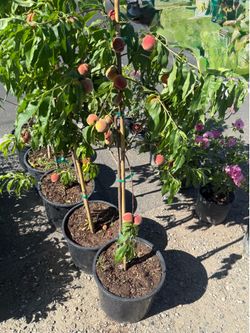 White Peach Trees 🍑🌳/ Árboles De Duraznos Blancos 🍑🌳$30.00 each