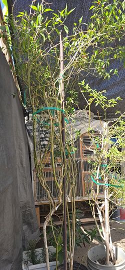 Chile plant