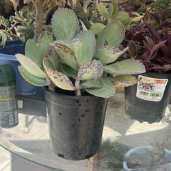 Succulents