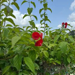 🎩 Plant: Chinese Hat
