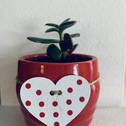 Live indoor Jade (Lucky Plant) in a Ceramic Pot